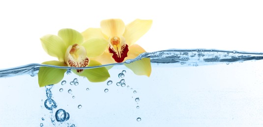 Image of Beautiful yellow orchid flowers falling into water on white background