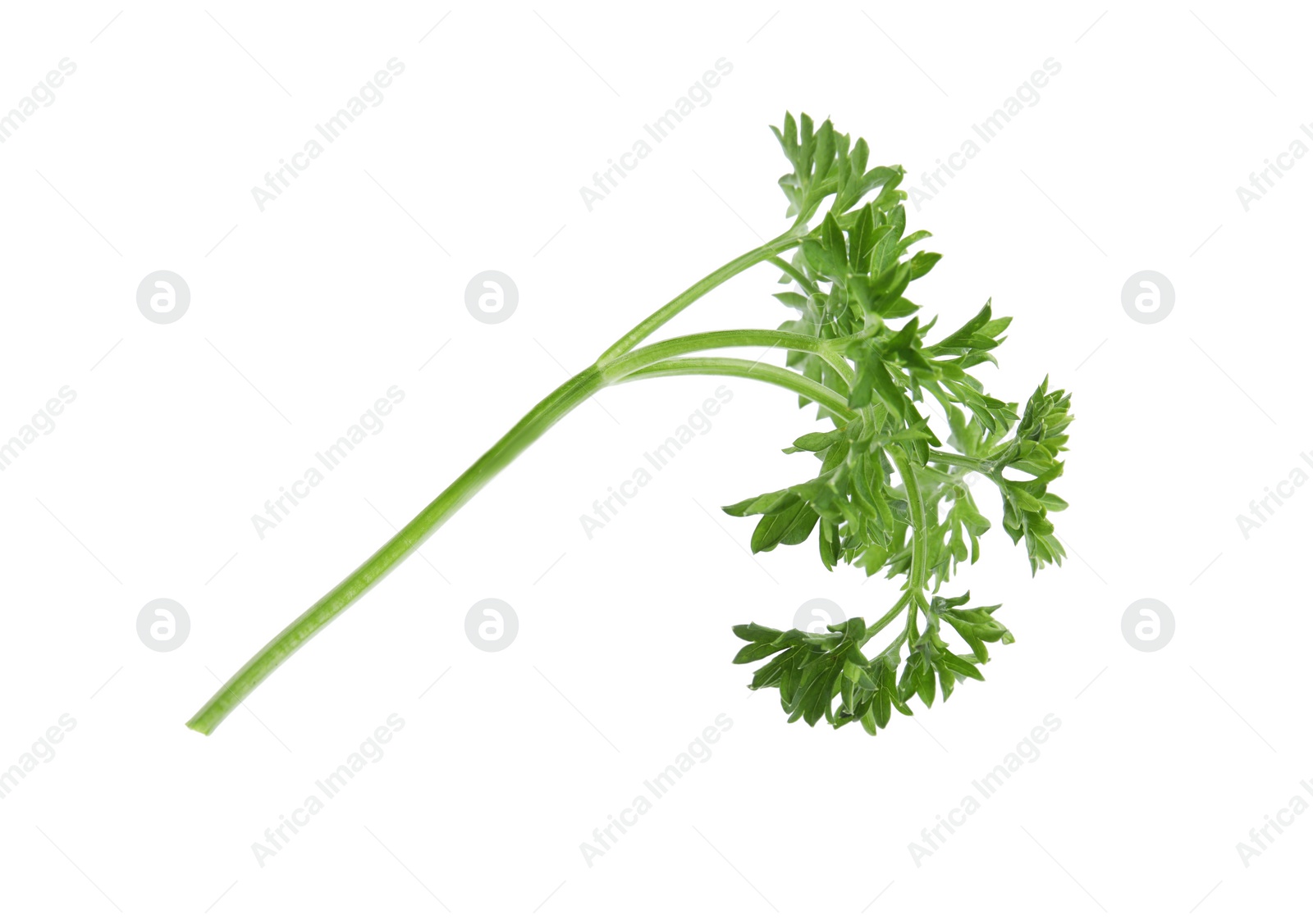 Photo of Fresh green organic parsley on white background