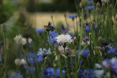 Photo of Beautiful colorful cornflowers growing in meadow on summer day