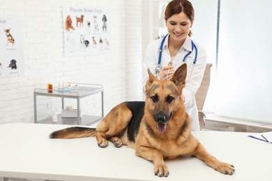 Professional veterinarian vaccinating German Shepherd dog in clinic