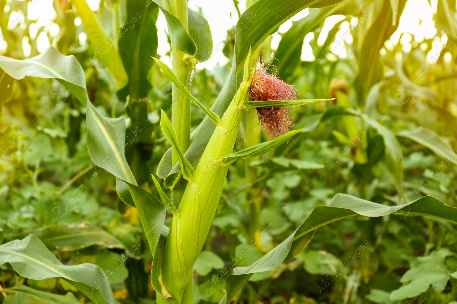 Photo of Beautiful view of corn growing in field