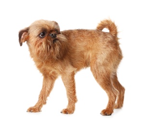 Photo of Studio portrait of funny Brussels Griffon dog on white background