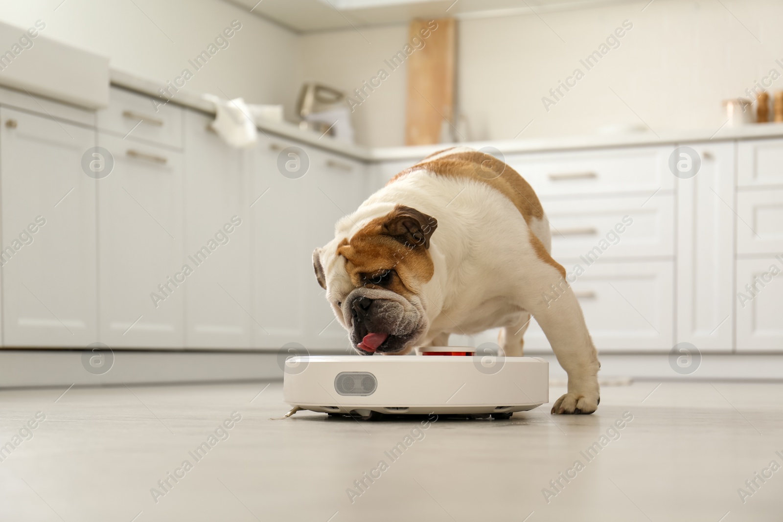 Photo of Robotic vacuum cleaner and adorable dog on floor in kitchen