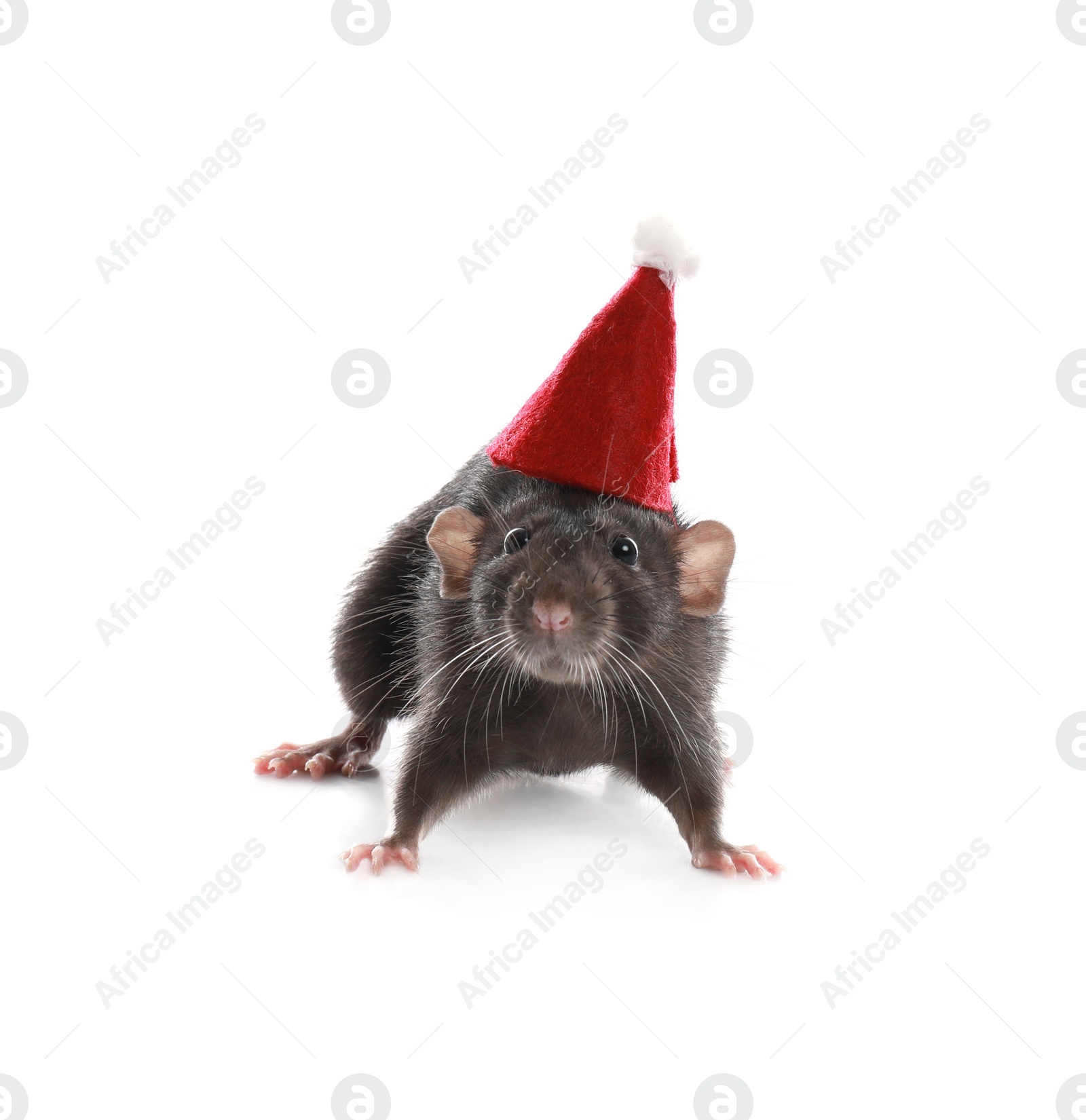 Photo of Cute little rat in Santa hat on white background. Chinese New Year symbol