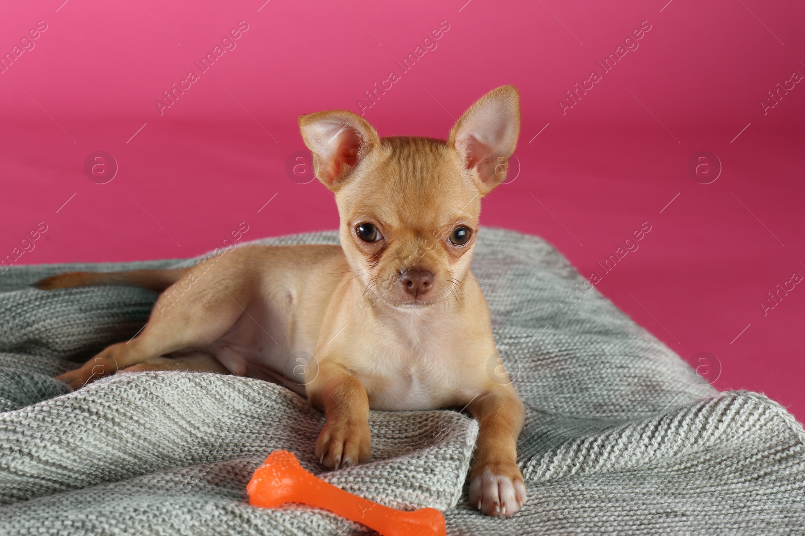 Photo of Cute Chihuahua puppy with toy on blanket. Baby animal