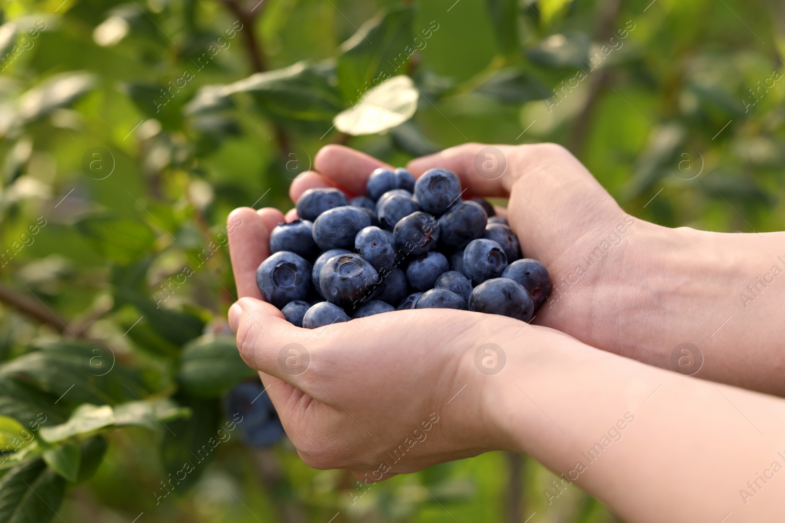 Photo of Woman holding heap of wild blueberries outdoors, closeup. Seasonal berries