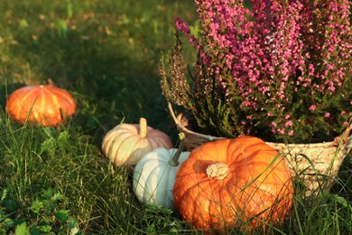 Photo of Wicker basket with beautiful heather flowers and pumpkins on green grass outdoors