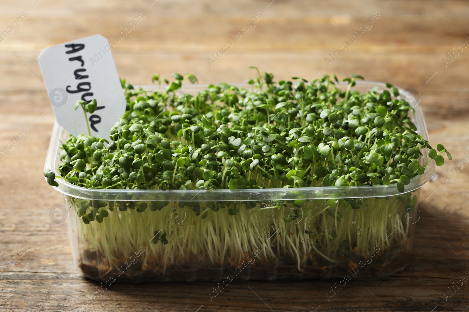 Photo of Sprouted arugula seeds in plastic container on wooden table