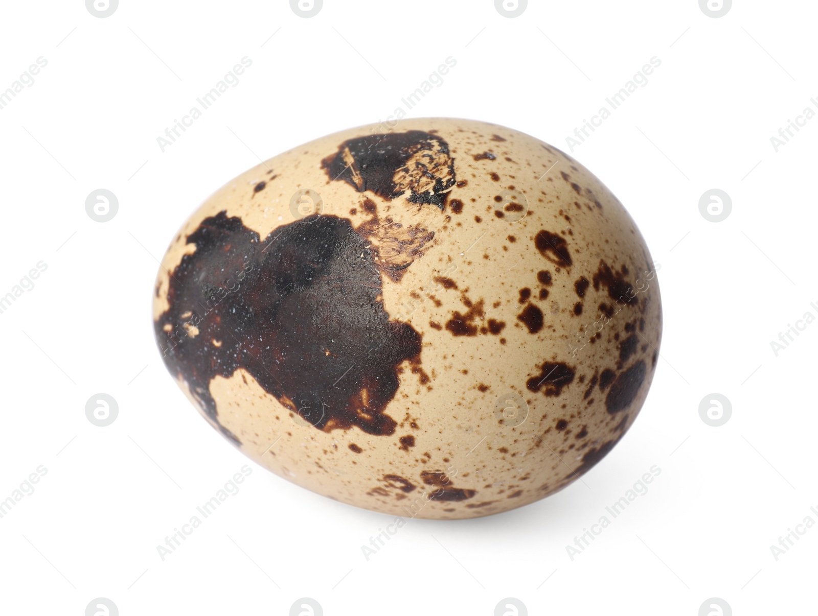 Photo of One speckled quail egg isolated on white