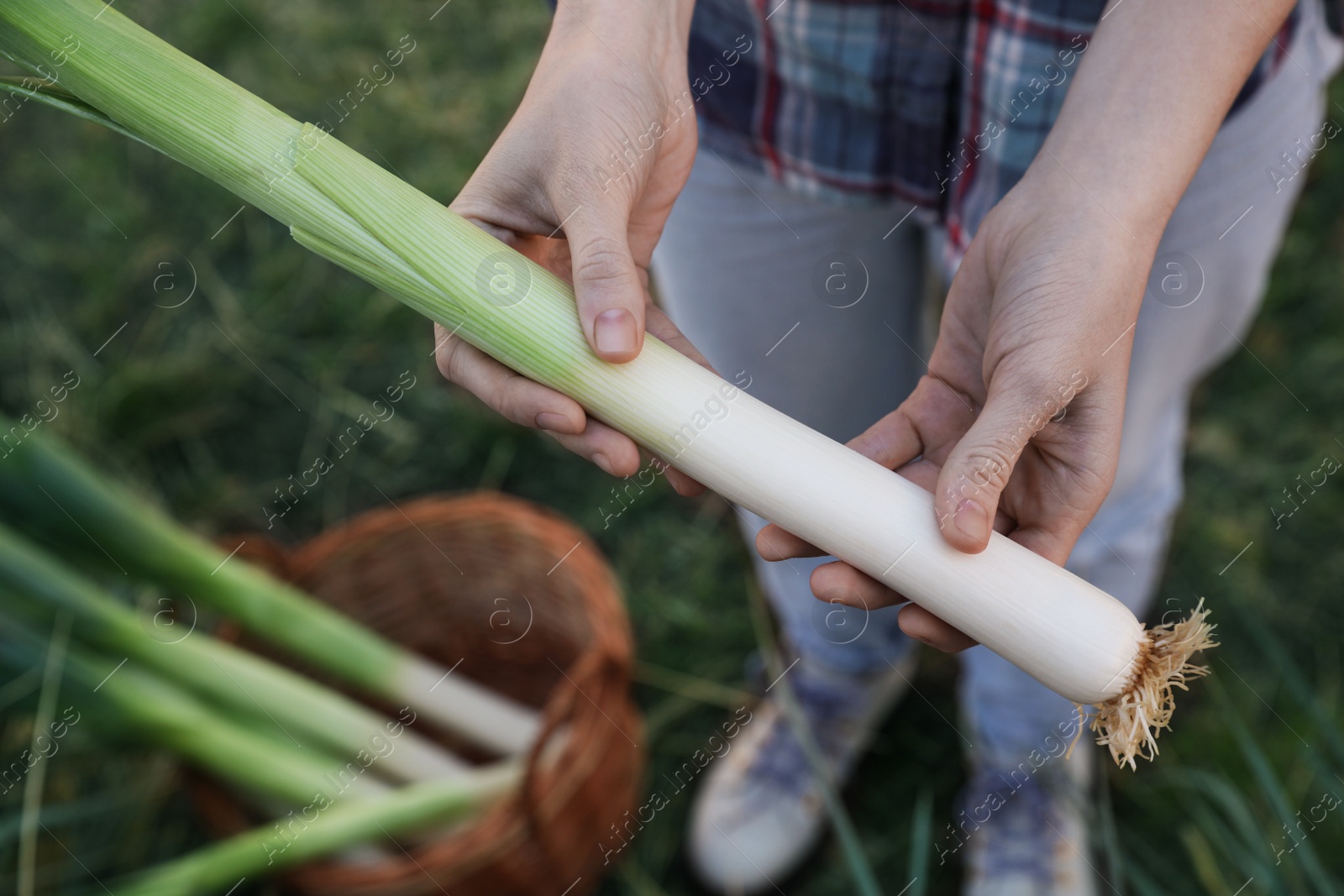 Photo of Woman holding fresh raw leek outdoors, above view