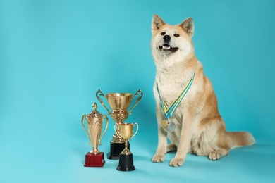 Photo of Adorable Akita Inu dog with champion trophies and medals on light blue background