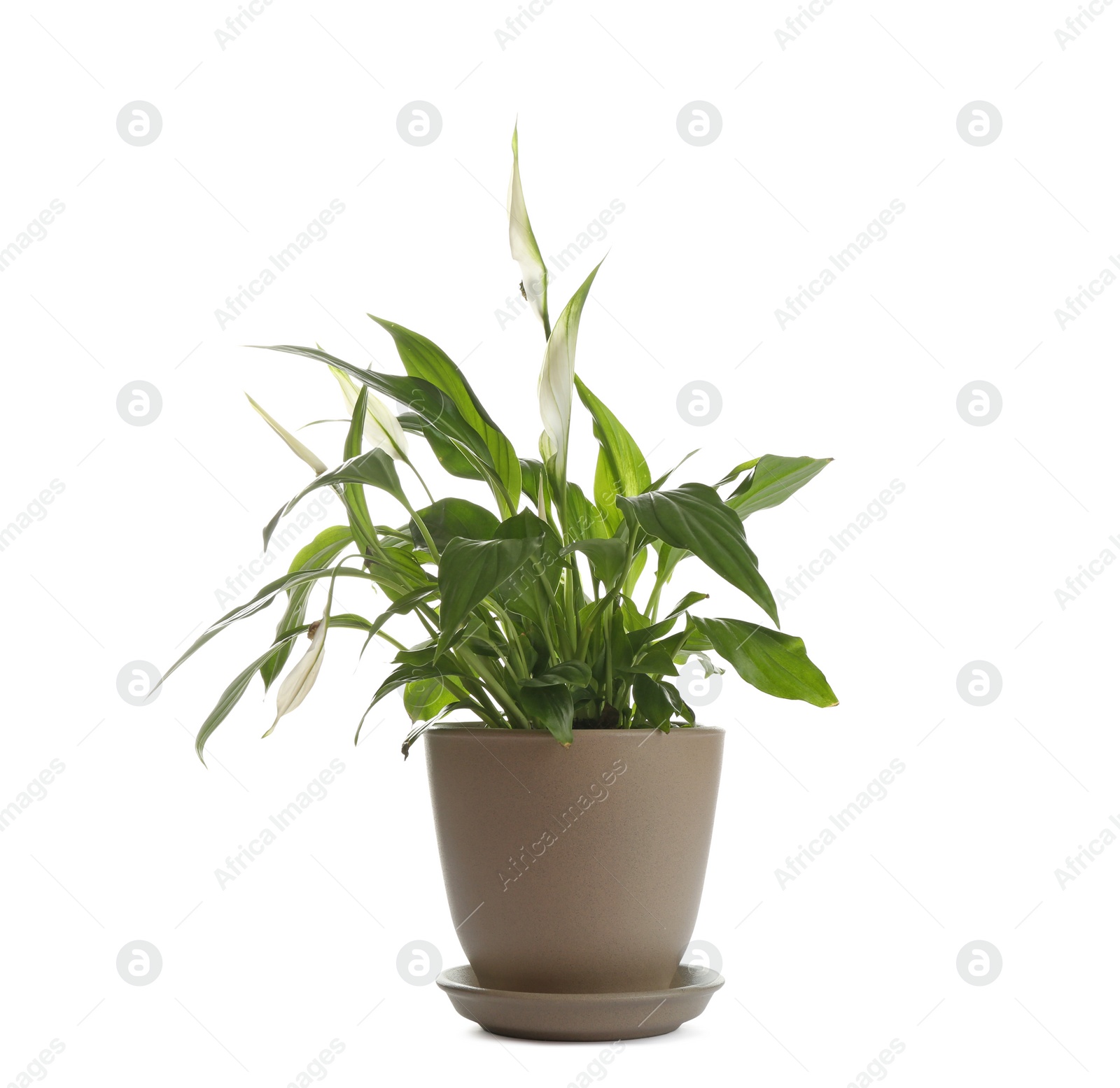 Photo of Peace lily in pot isolated on white