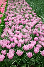 Photo of Many beautiful tulip flowers growing outdoors. Spring season