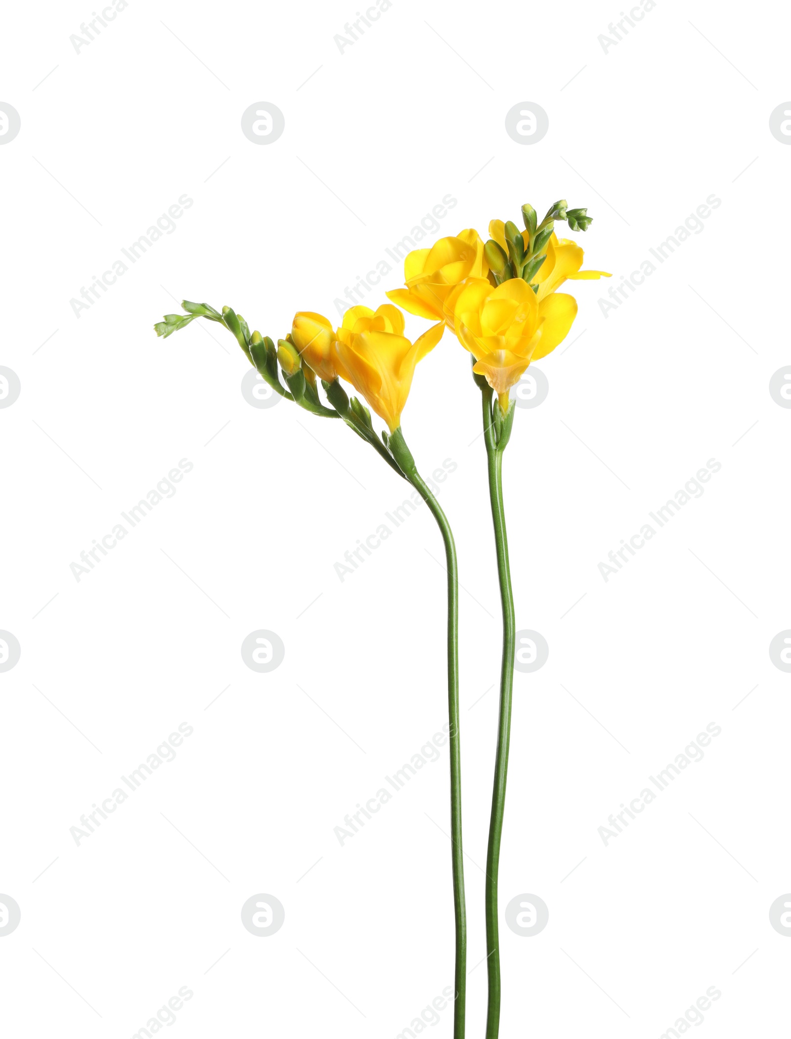 Photo of Beautiful yellow freesia flowers on white background