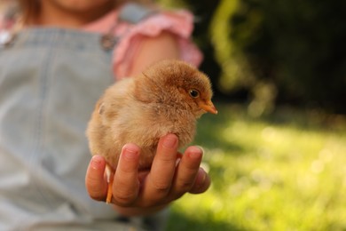 Little girl with cute chick outdoors, selective focus. Baby animal