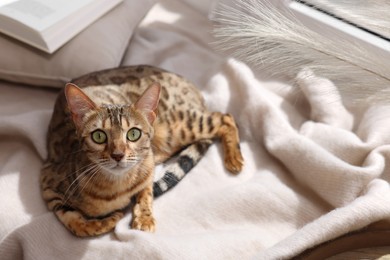 Cute Bengal cat on windowsill at home, space for text. Adorable pet