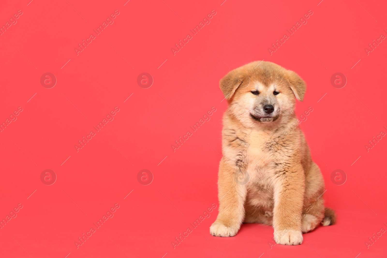 Photo of Cute Akita Inu puppy on red background, space for text. Baby animal