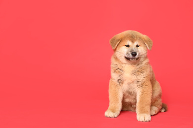 Photo of Cute Akita Inu puppy on red background, space for text. Baby animal