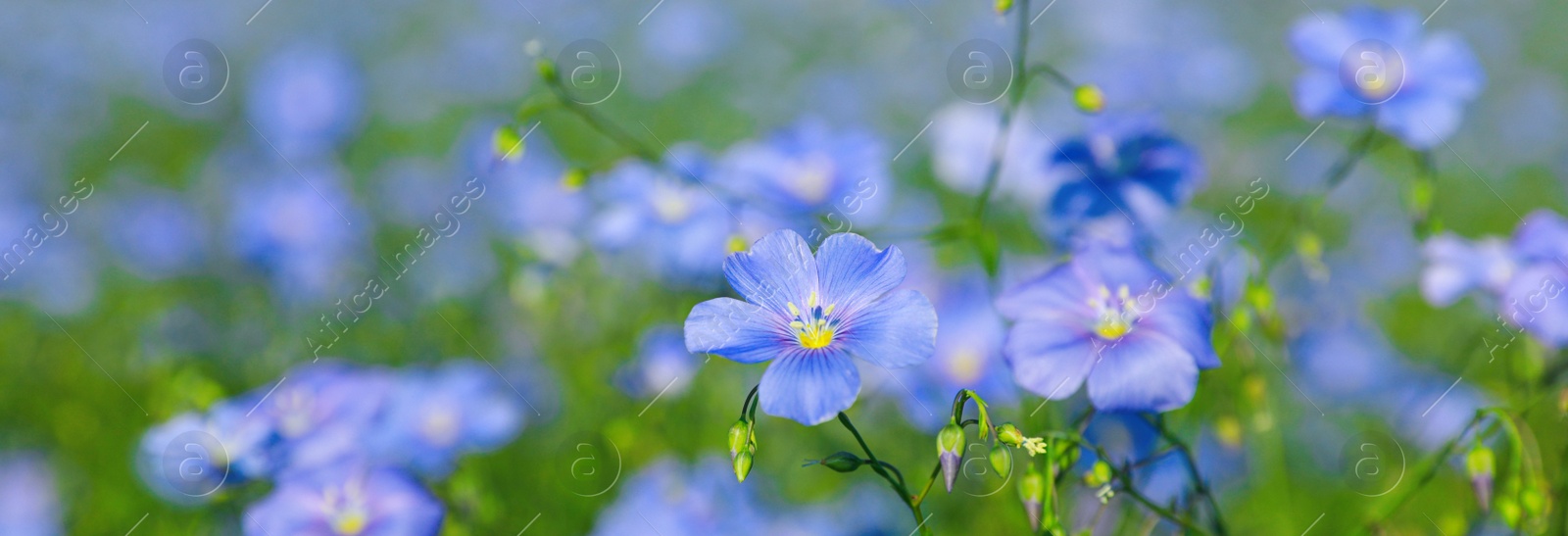 Image of Beautiful blooming flax plants in meadow, closeup. Banner design