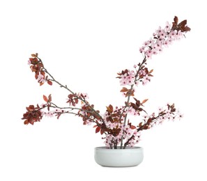 Spring season. Composition with beautiful blossoming tree branches isolated on white