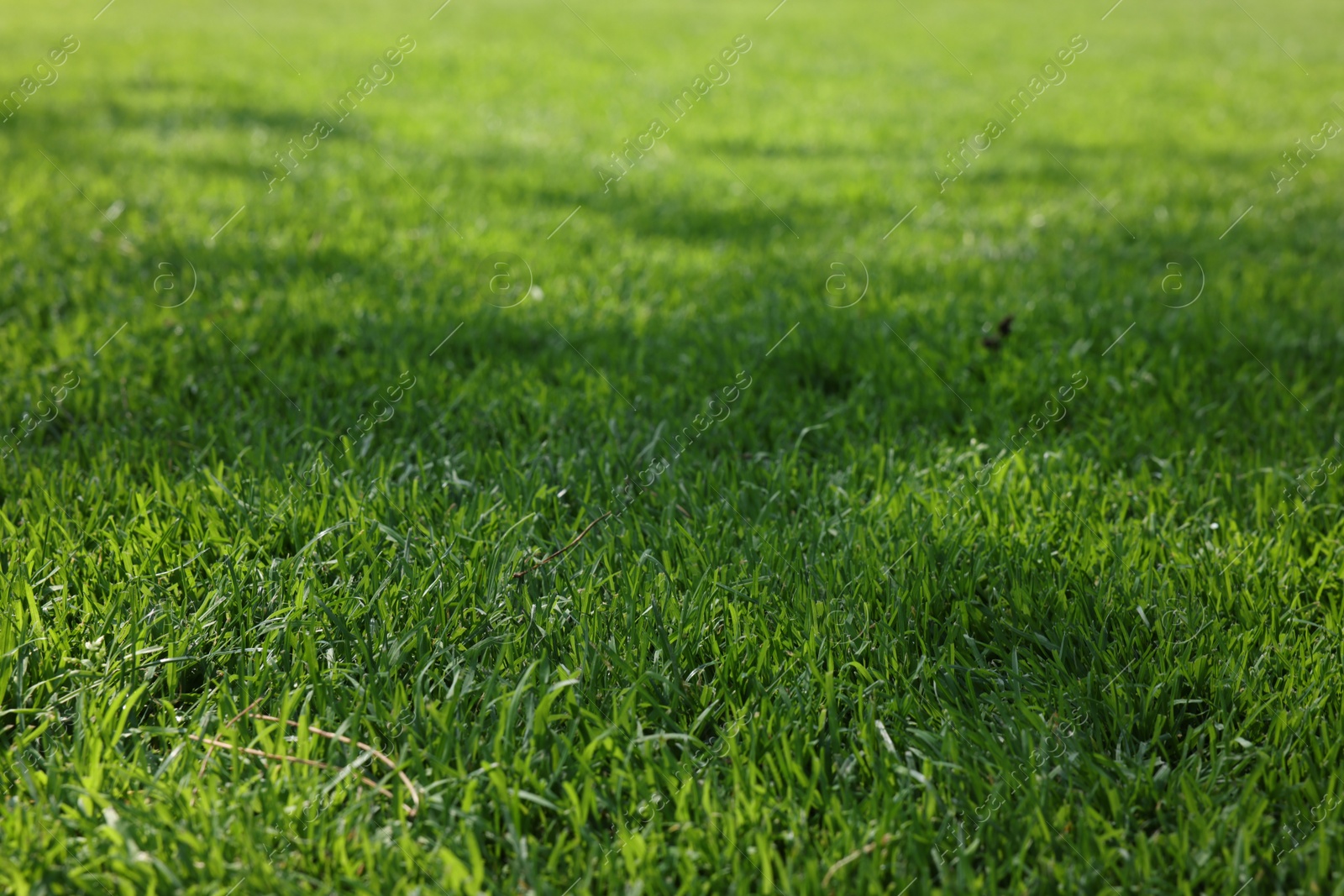 Photo of Beautiful lawn with fresh cut green grass on sunny day