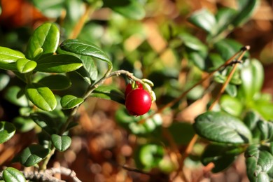 Photo of Tasty ripe lingonberry growing on sprig outdoors, closeup