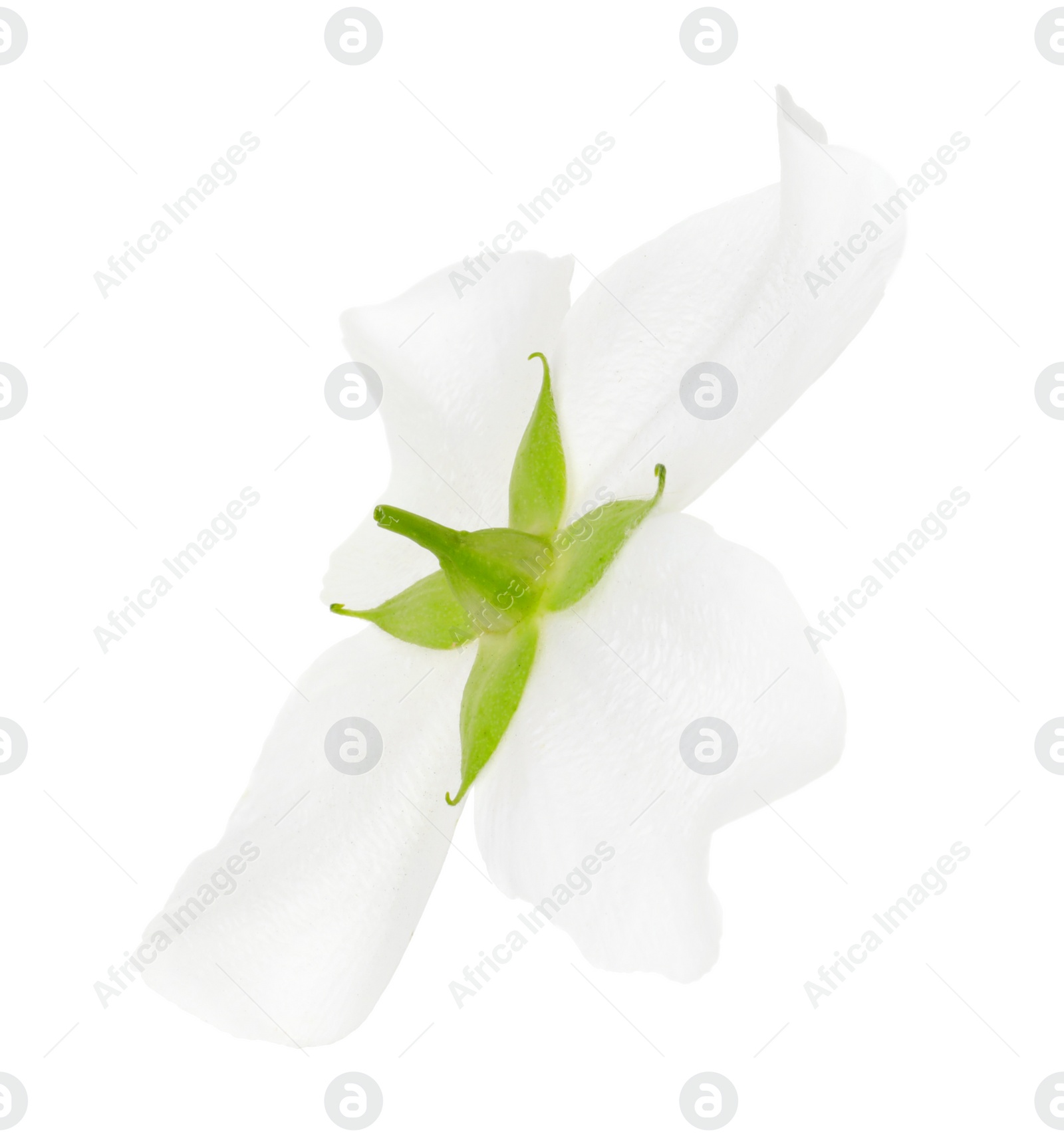 Photo of Beautiful delicate jasmine flower isolated on white