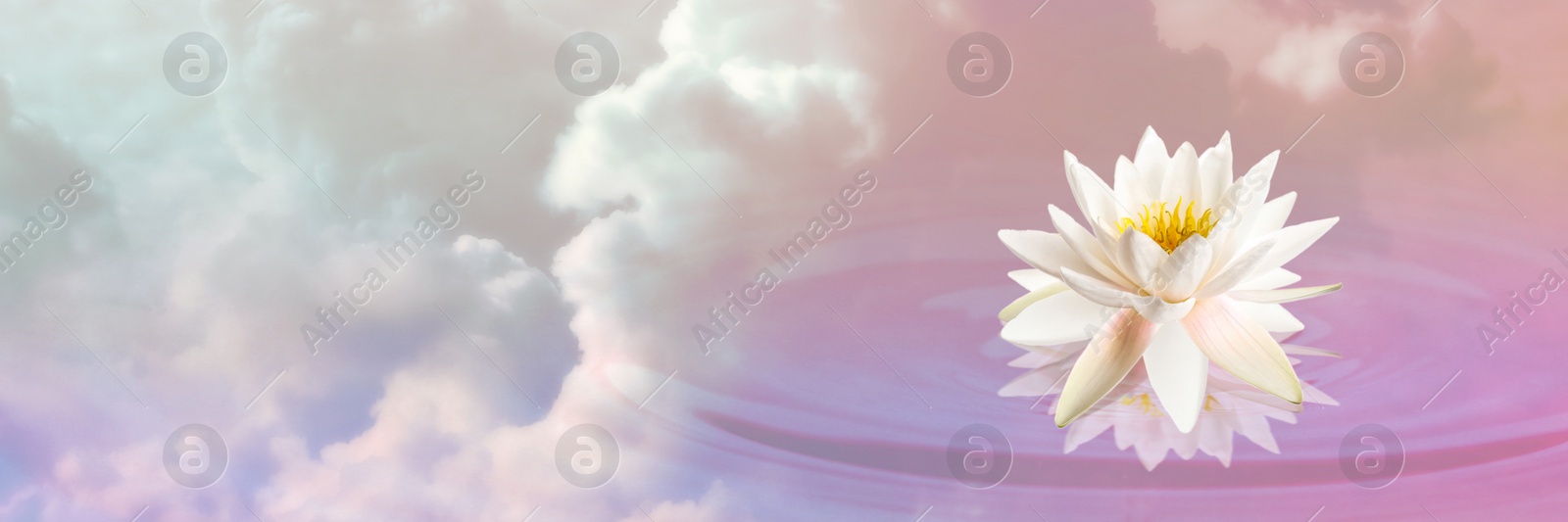 Image of Floating beautiful lotus and reflection of sky with fluffy clouds on water, toned in pastel rainbow colors. Symbolic flower in Buddhism