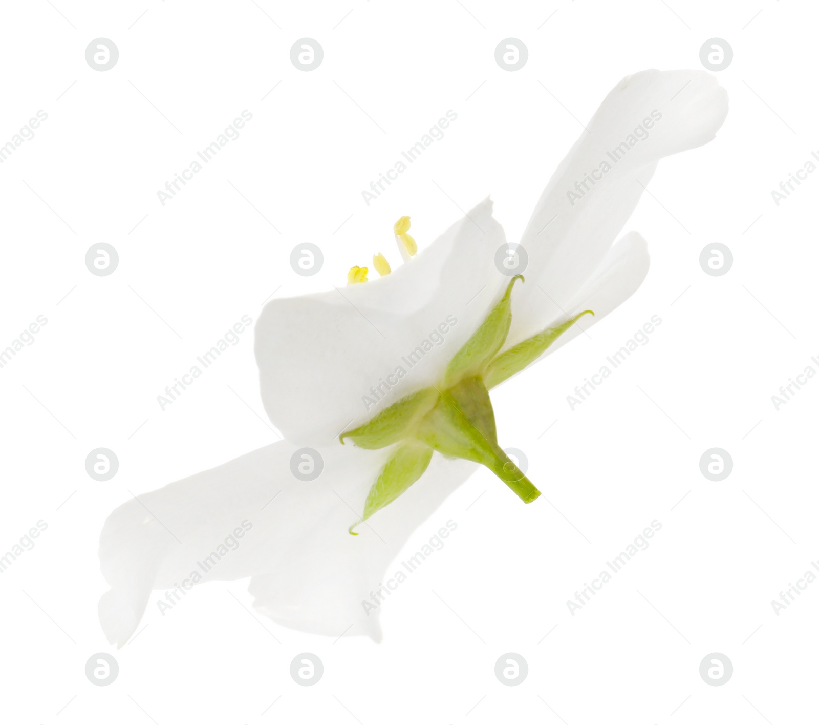 Photo of Beautiful delicate jasmine flower isolated on white