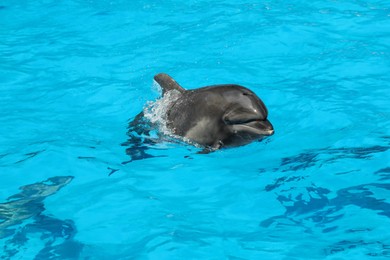 Dolphin swimming in pool at marine mammal park