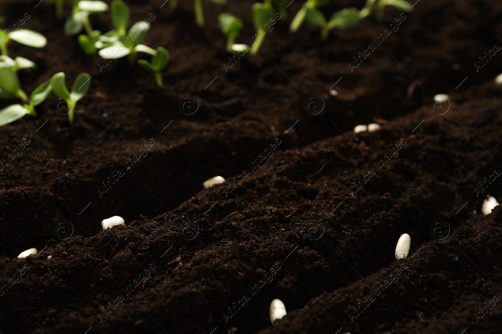 Photo of White beans in fertile soil. Vegetable seeds