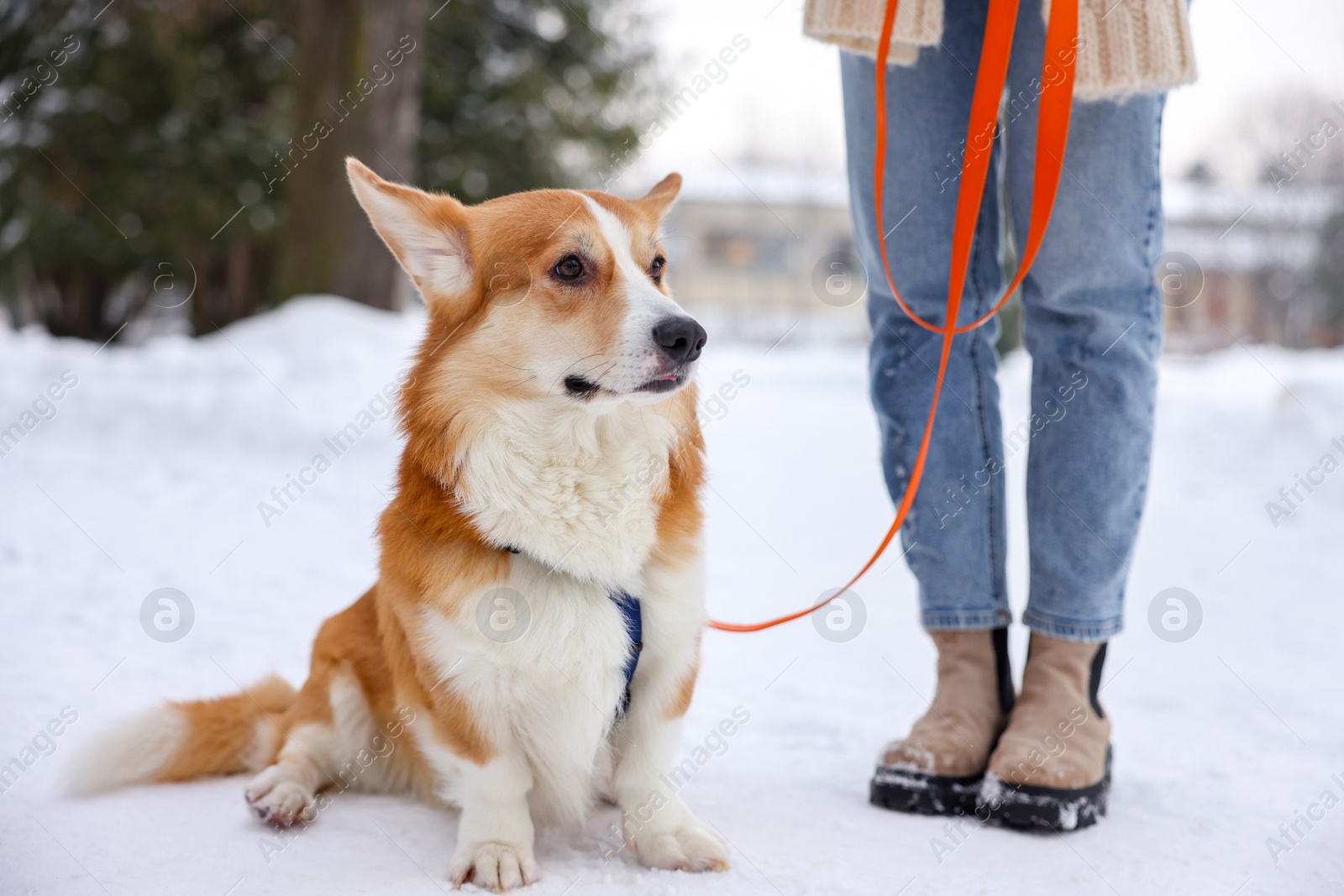 Photo of Woman with adorable Pembroke Welsh Corgi dog in snowy park, closeup