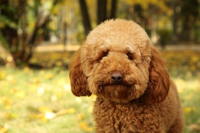 Cute dog in autumn park, closeup. Space for text
