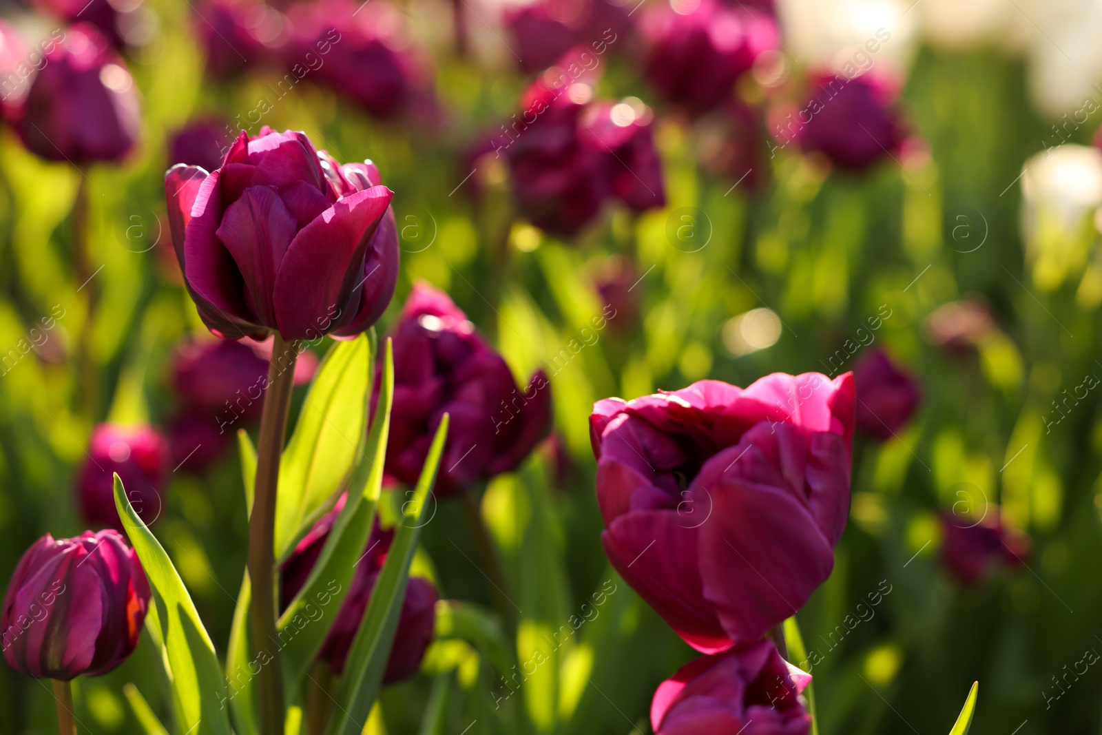 Photo of Beautiful colorful tulips growing in flower bed, closeup