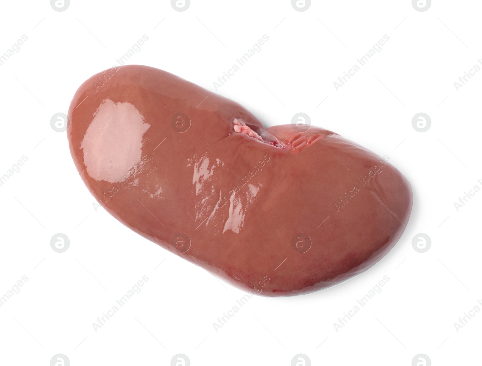 Photo of Fresh raw pork kidney on white background, top view