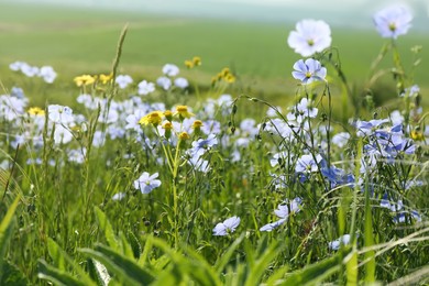 Beautiful flowers growing in meadow on sunny day