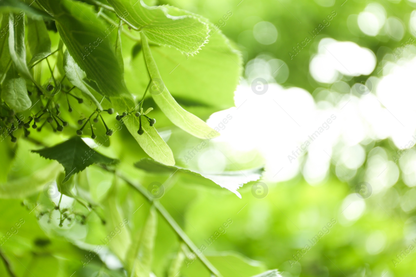 Photo of Young linden tree with fresh leaves and green buds outdoors on spring day, closeup