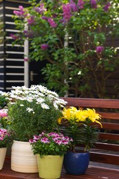 Many different beautiful blooming plants in flowerpots on wooden bench outdoors