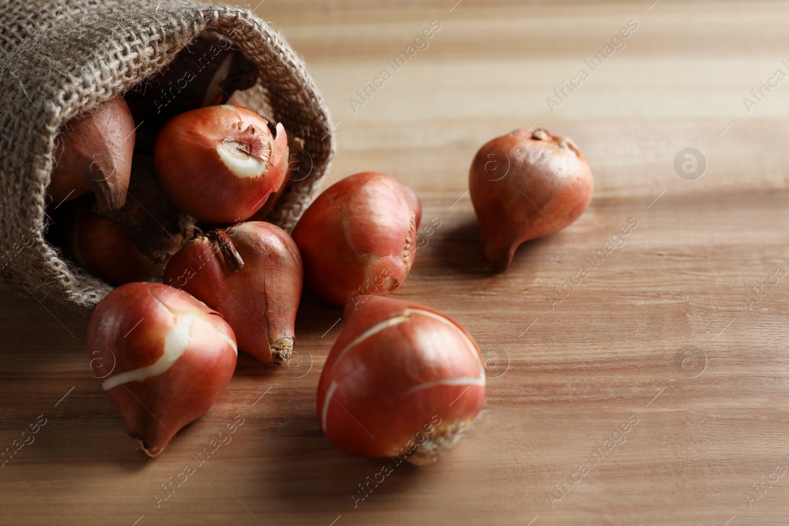 Photo of Sack with tulip bulbs on wooden table, closeup