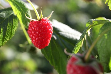 Photo of Red raspberry growing on bush outdoors, closeup