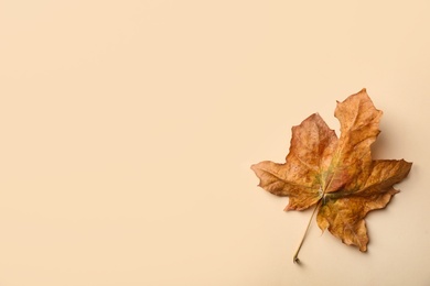 Dry autumn leaf on beige background, top view. Space for text