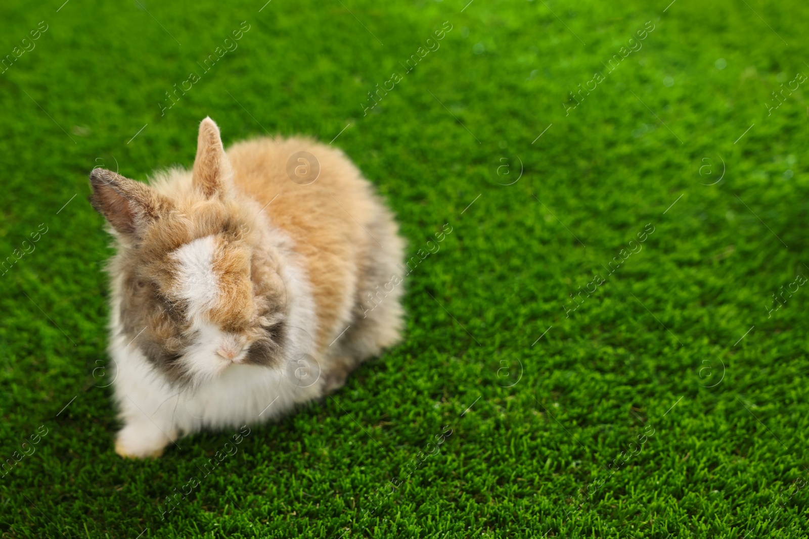 Photo of Cute fluffy pet rabbit on green grass. Space for text