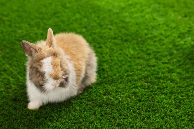 Cute fluffy pet rabbit on green grass. Space for text