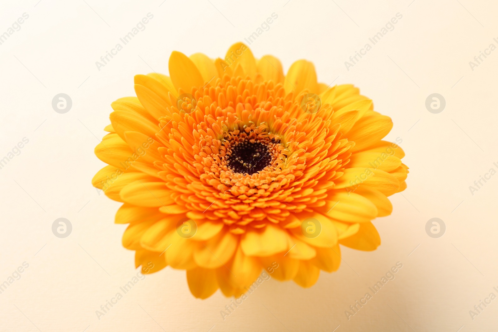 Photo of Beautiful yellow gerbera flower on beige background, closeup