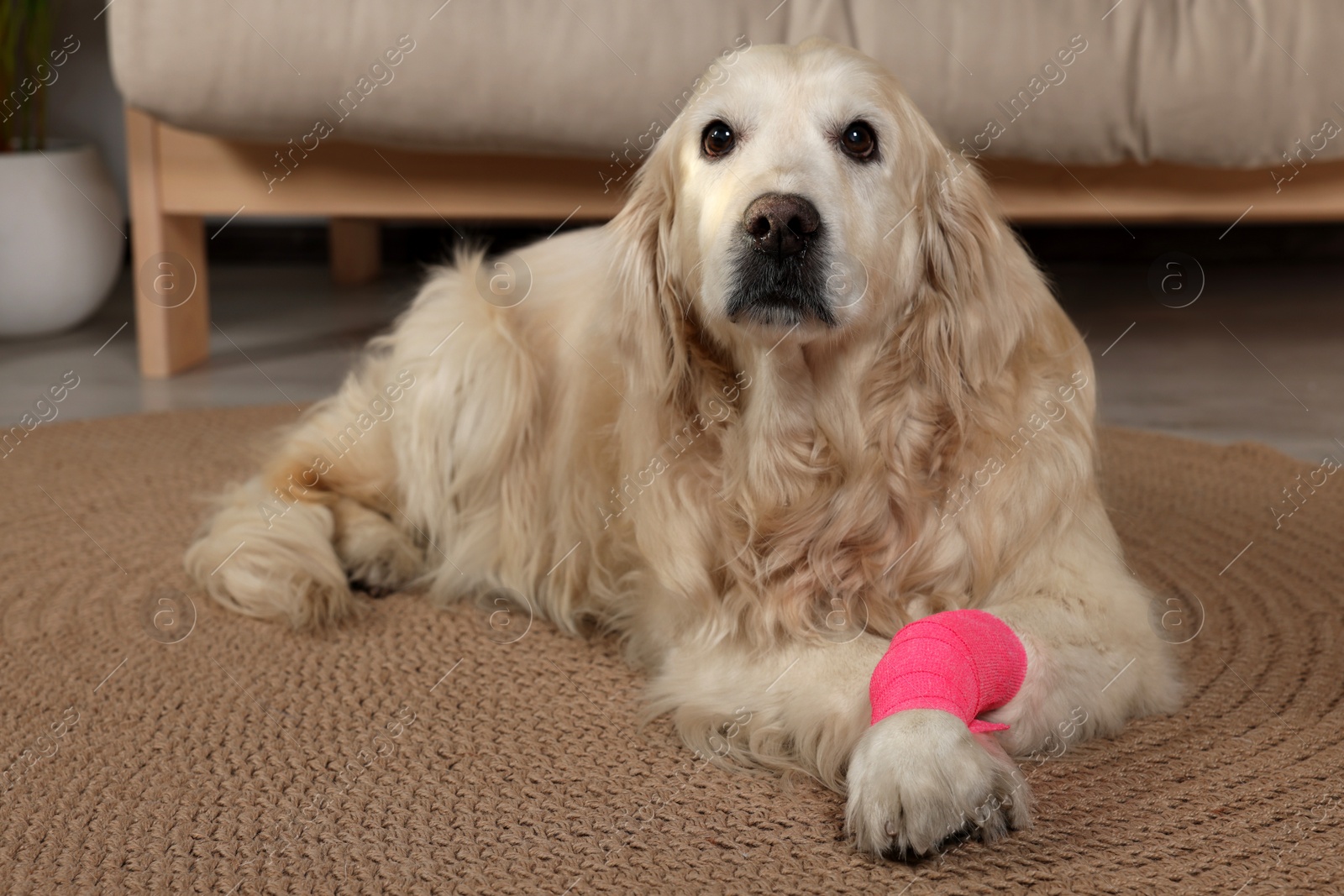 Photo of Cute golden retriever with bandage on paw at home