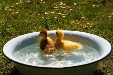 Photo of Cute fluffy ducklings swimming in metal basin outdoors
