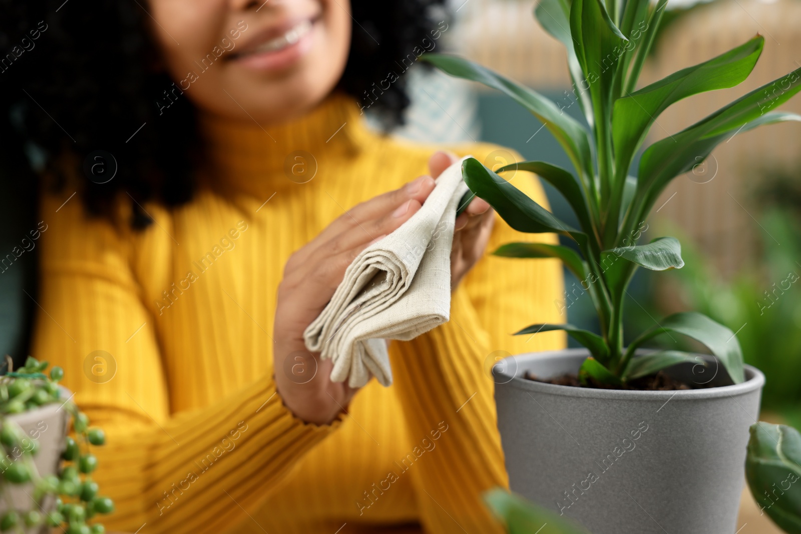 Photo of Closeup of happy woman wiping leaf of beautiful potted houseplant indoors