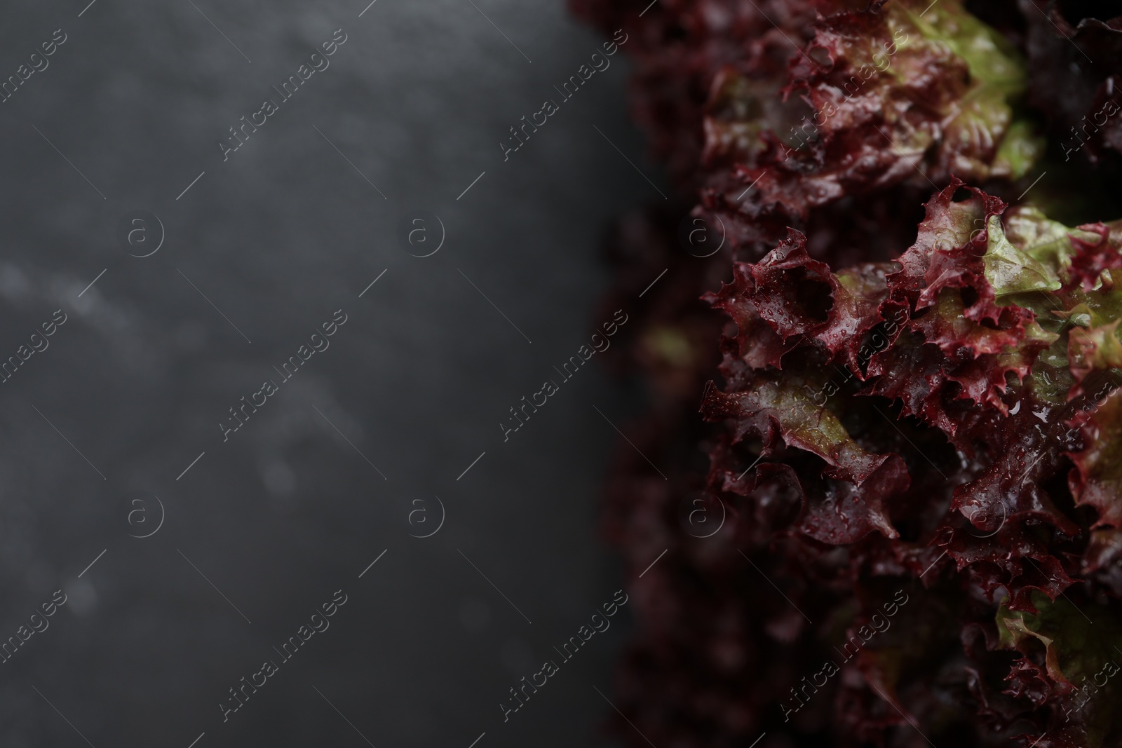 Photo of Fresh red coral lettuce on blurred background, closeup. Space for text