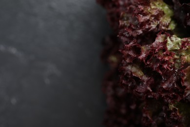 Fresh red coral lettuce on blurred background, closeup. Space for text