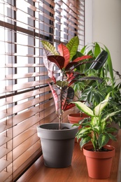 Different green potted plants on window sill at home